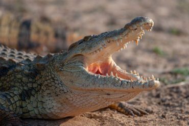 Nile crocodile