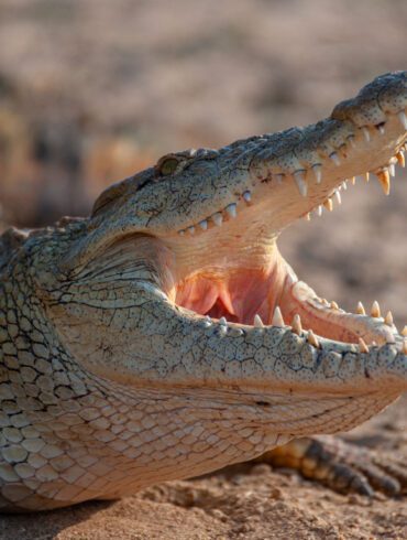 Nile crocodile