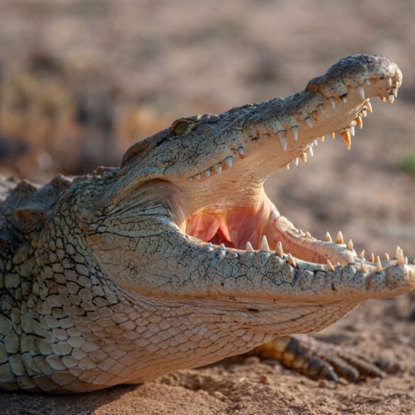 Nile crocodile