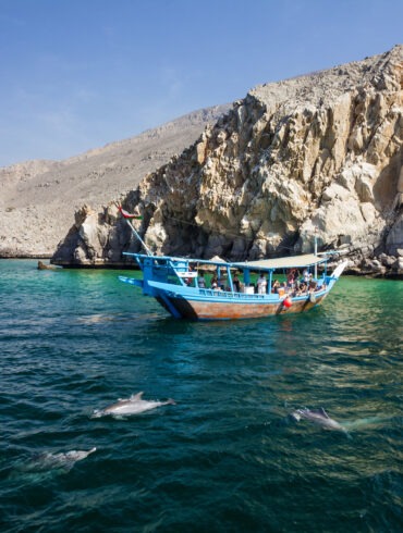Dolphins in Musandam in Oman next to a dhow boat cruise