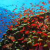 School of fish on Red Sea coral reef in Saudi Arabia