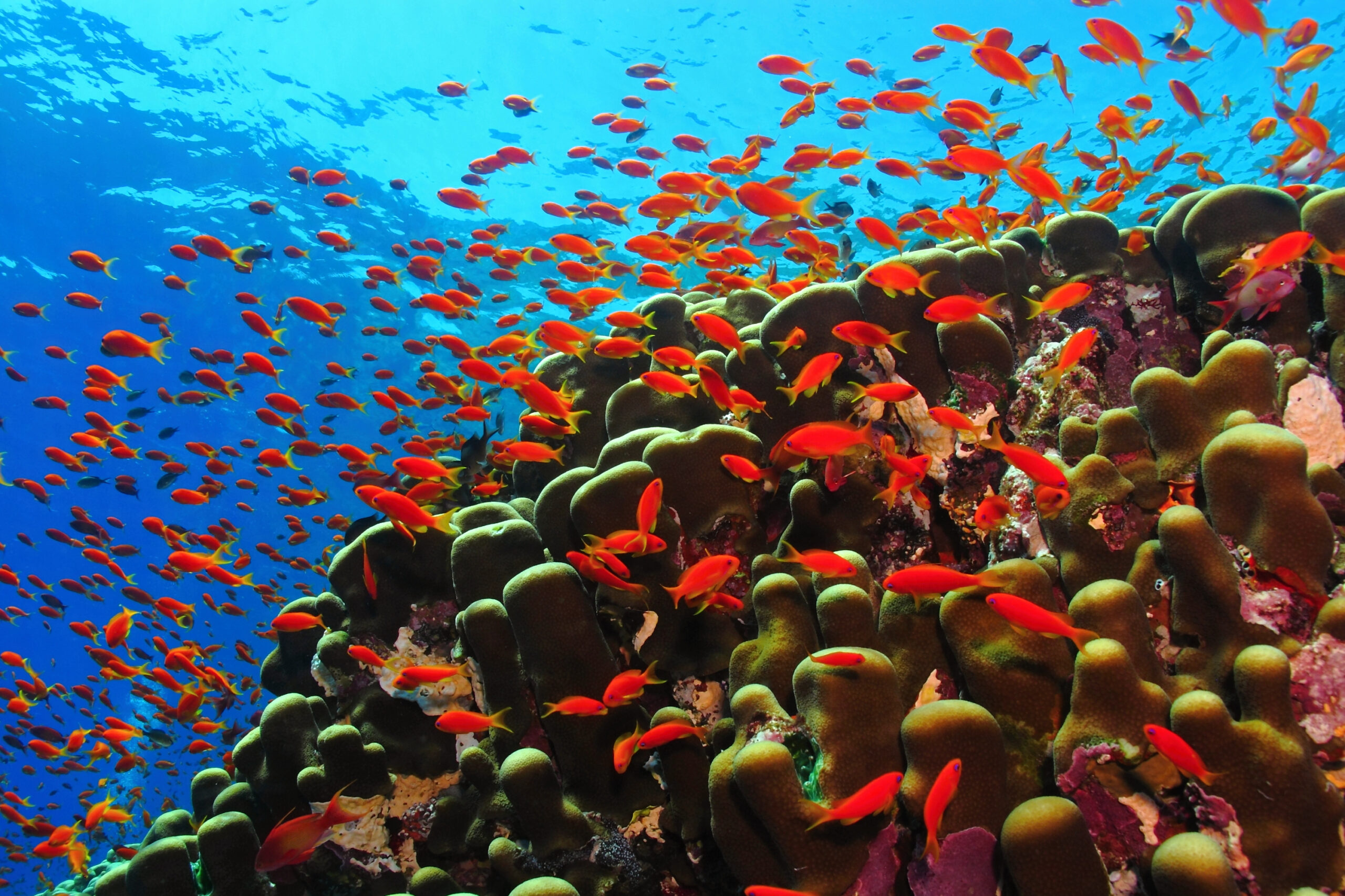 School of fish on Red Sea coral reef in Saudi Arabia