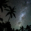 Stars over palm trees
