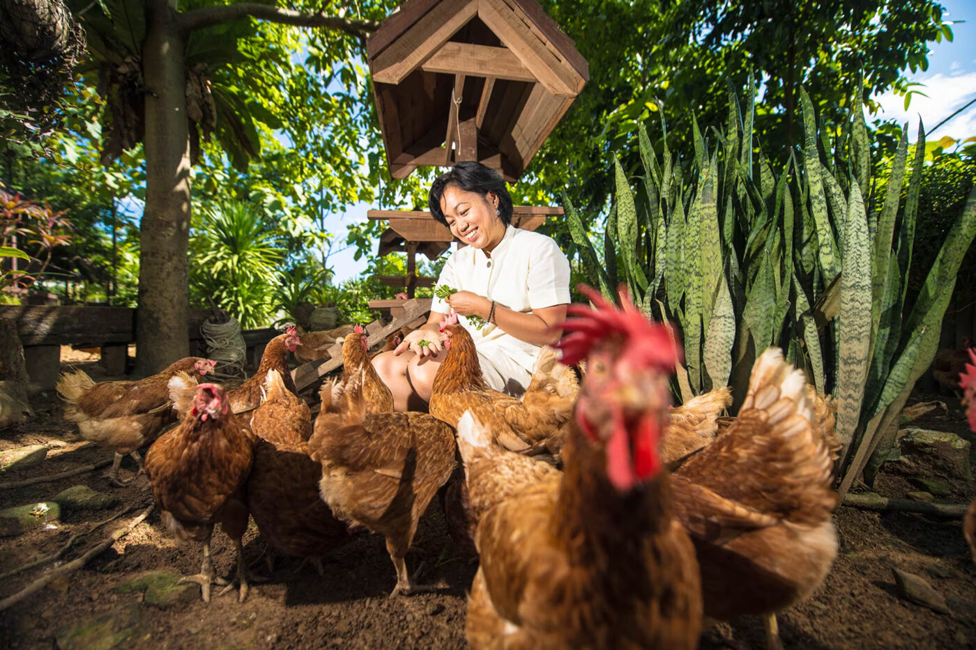 Six Senses Yao Noi Organic Chicken Farm