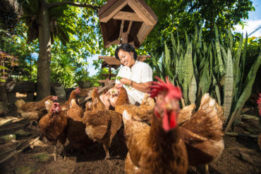 Six Senses Yao Noi Organic Chicken Farm