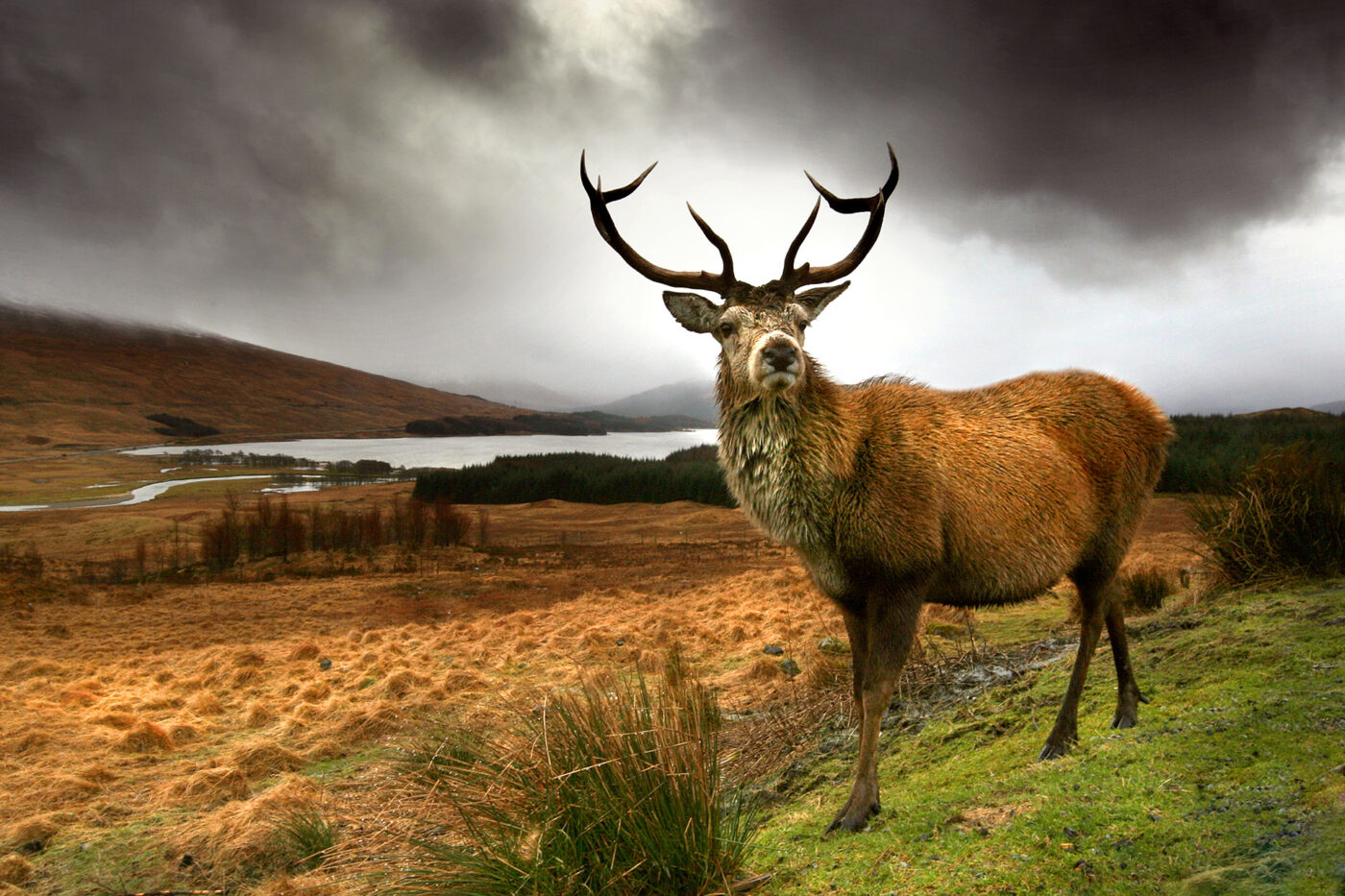 Red deer stag in Scotland