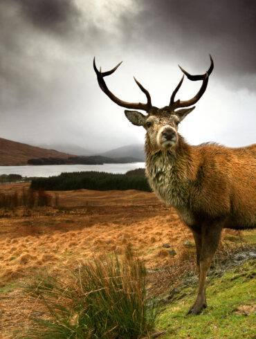 Red deer stag in Scotland